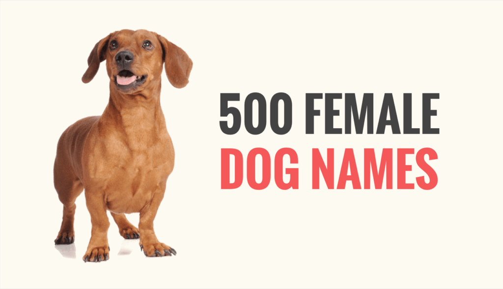 female dog names