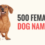female dog names